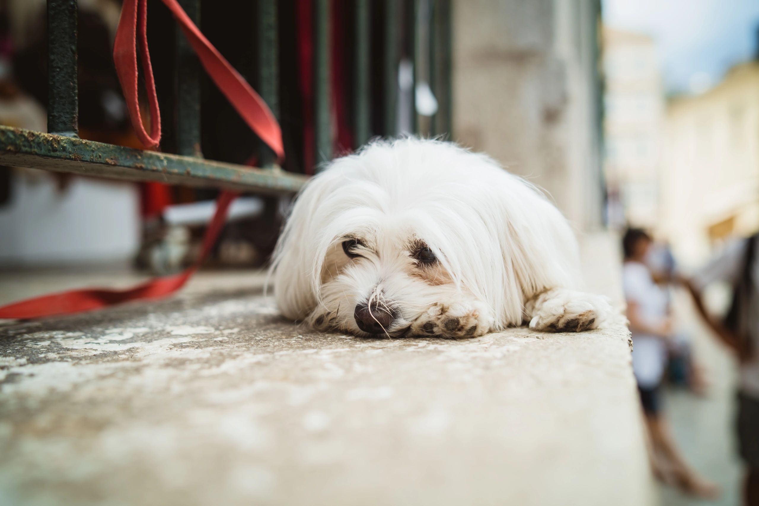 Small white dog lying calmly outdoors