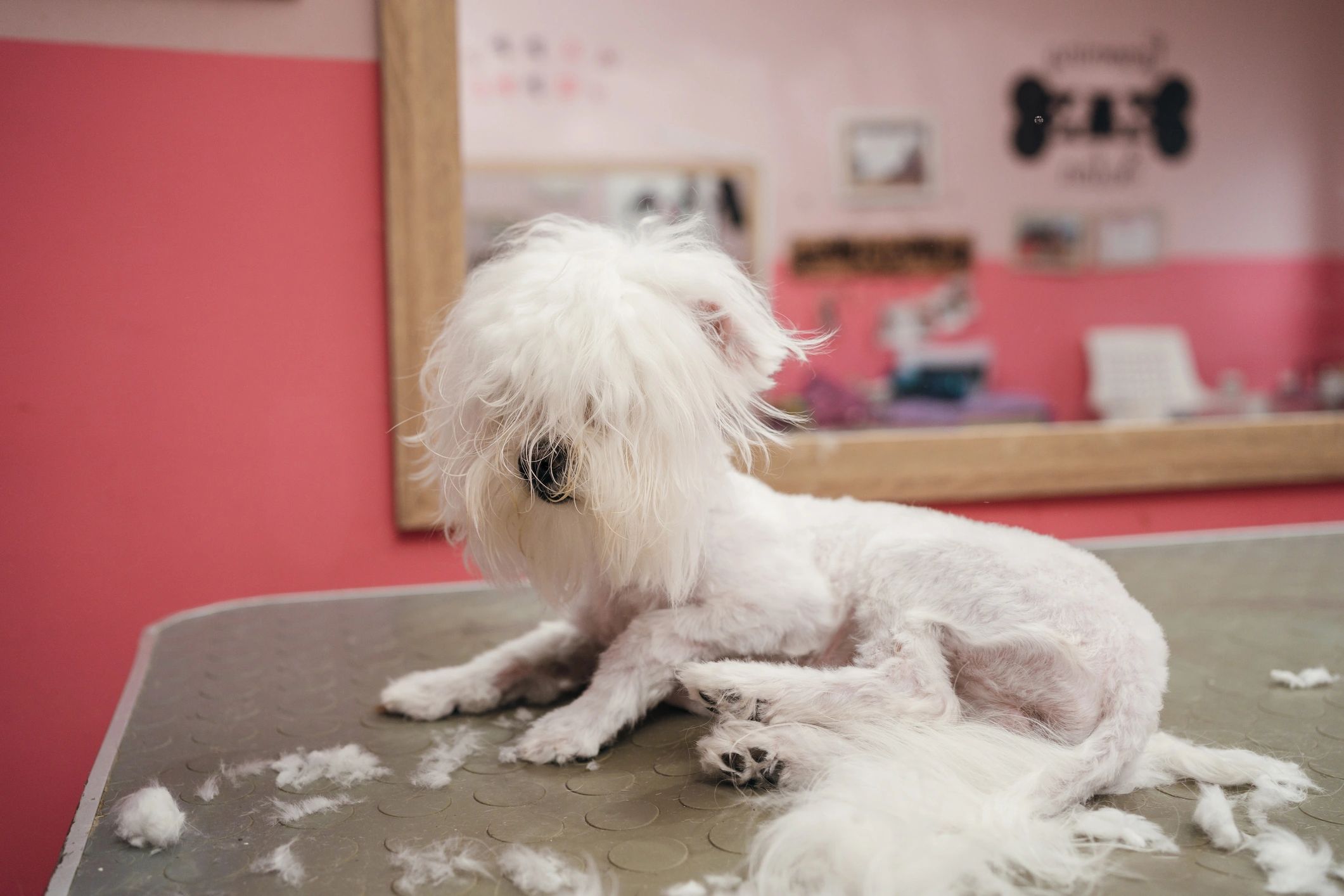 Dog being groomed in a salon