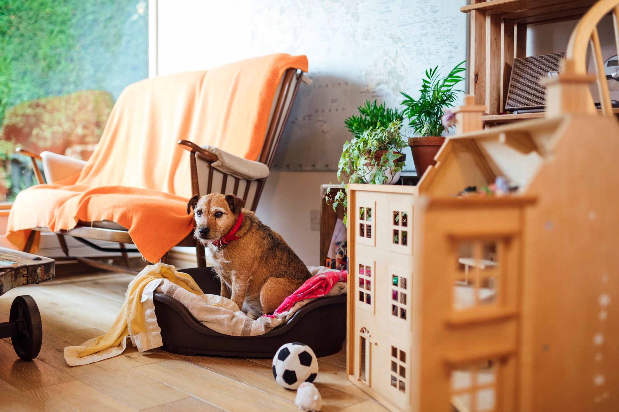 Dog relaxing in a bed indoors