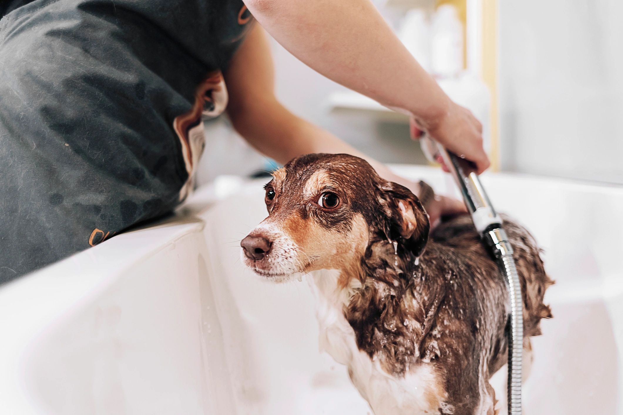 Dog enjoying a bubble bath during grooming