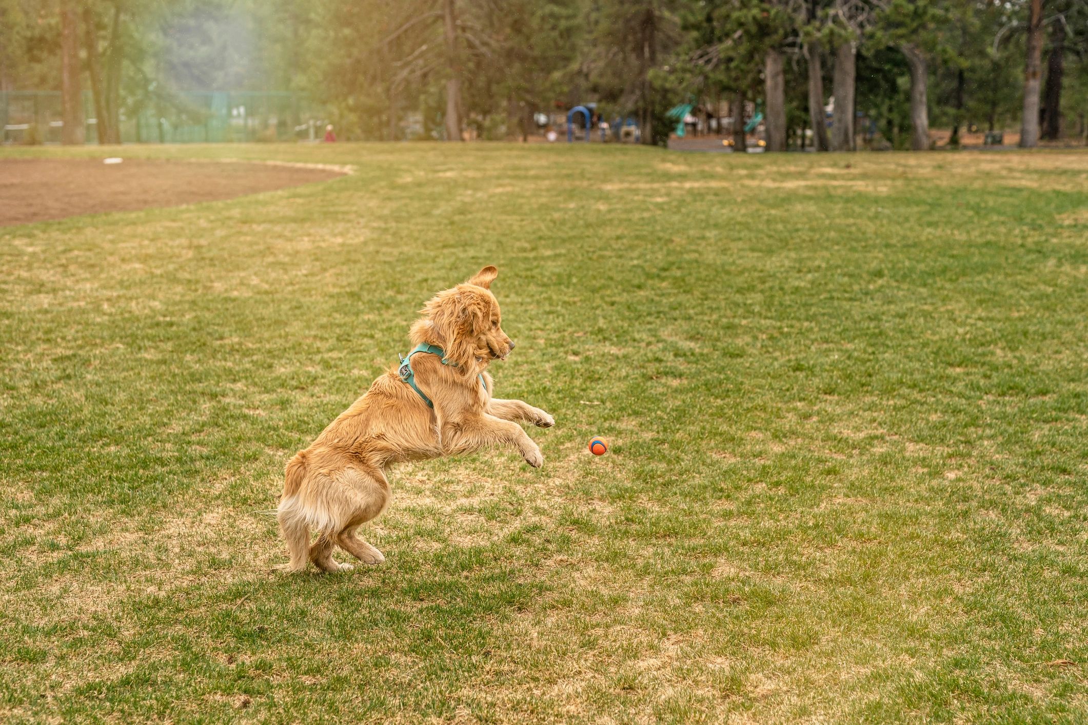 Golden retriever jumping to catch a ball in a grassy park