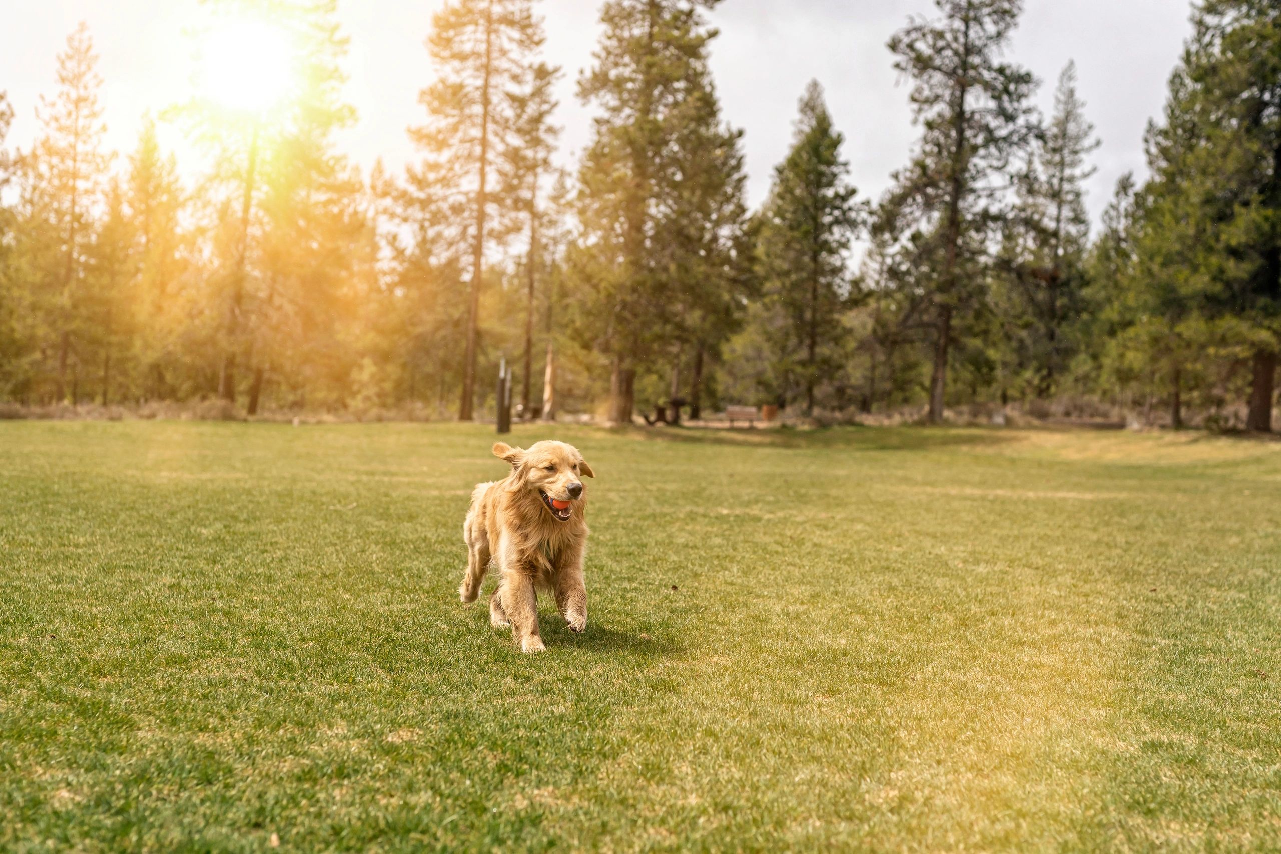 Dog running outdoors with a ball