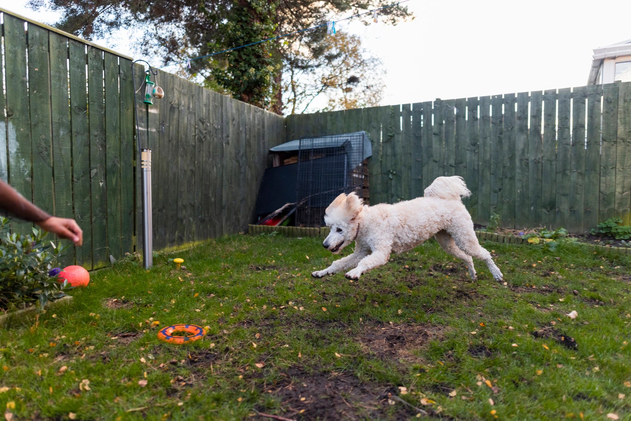 Dog running and playing in a garden outdoors