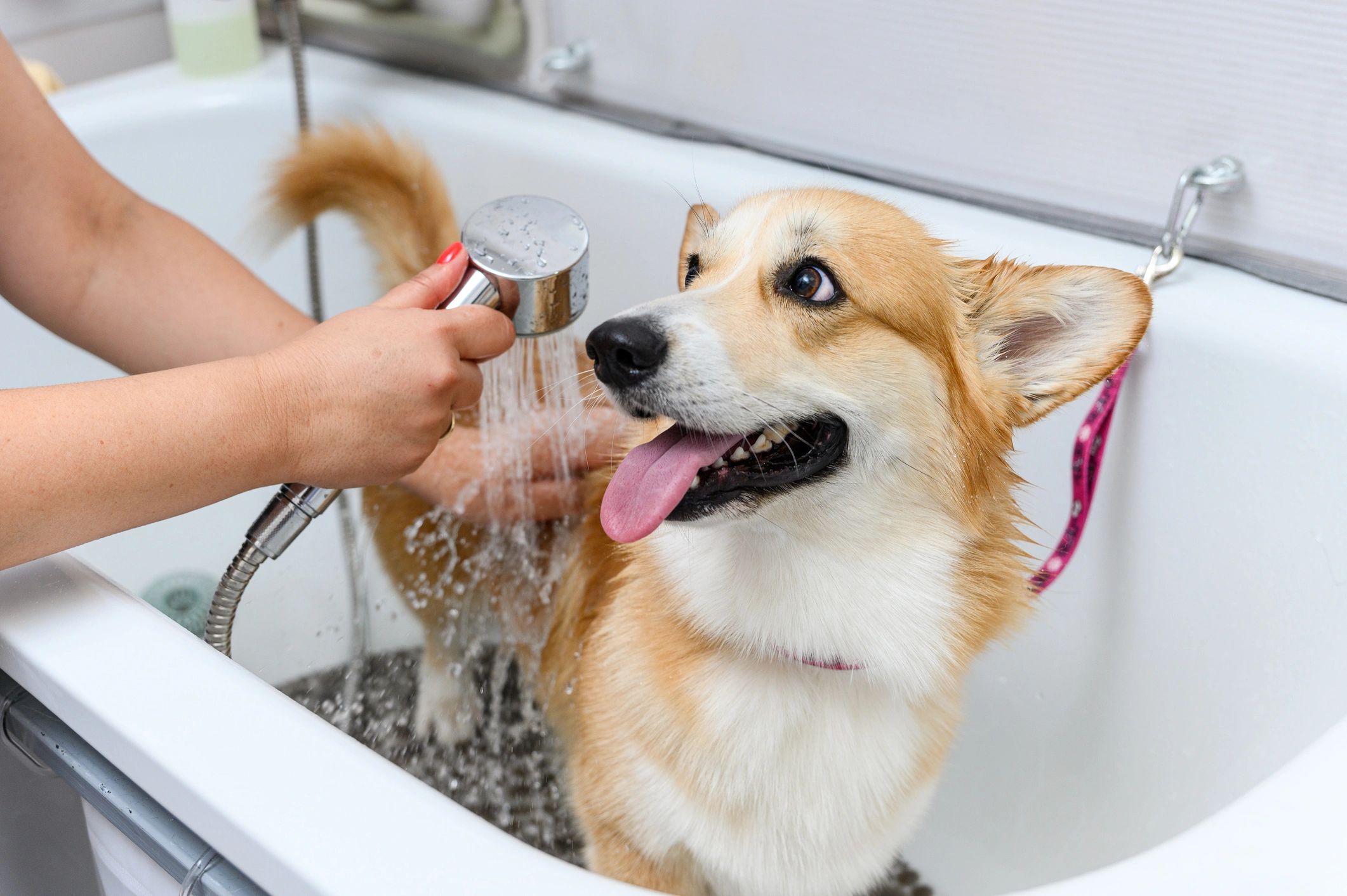 Dog being bathed in a grooming setting