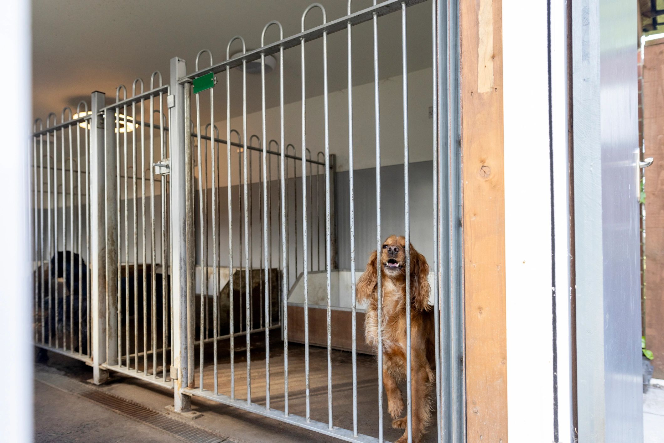 Dog looking through kennel bars in an enclosure