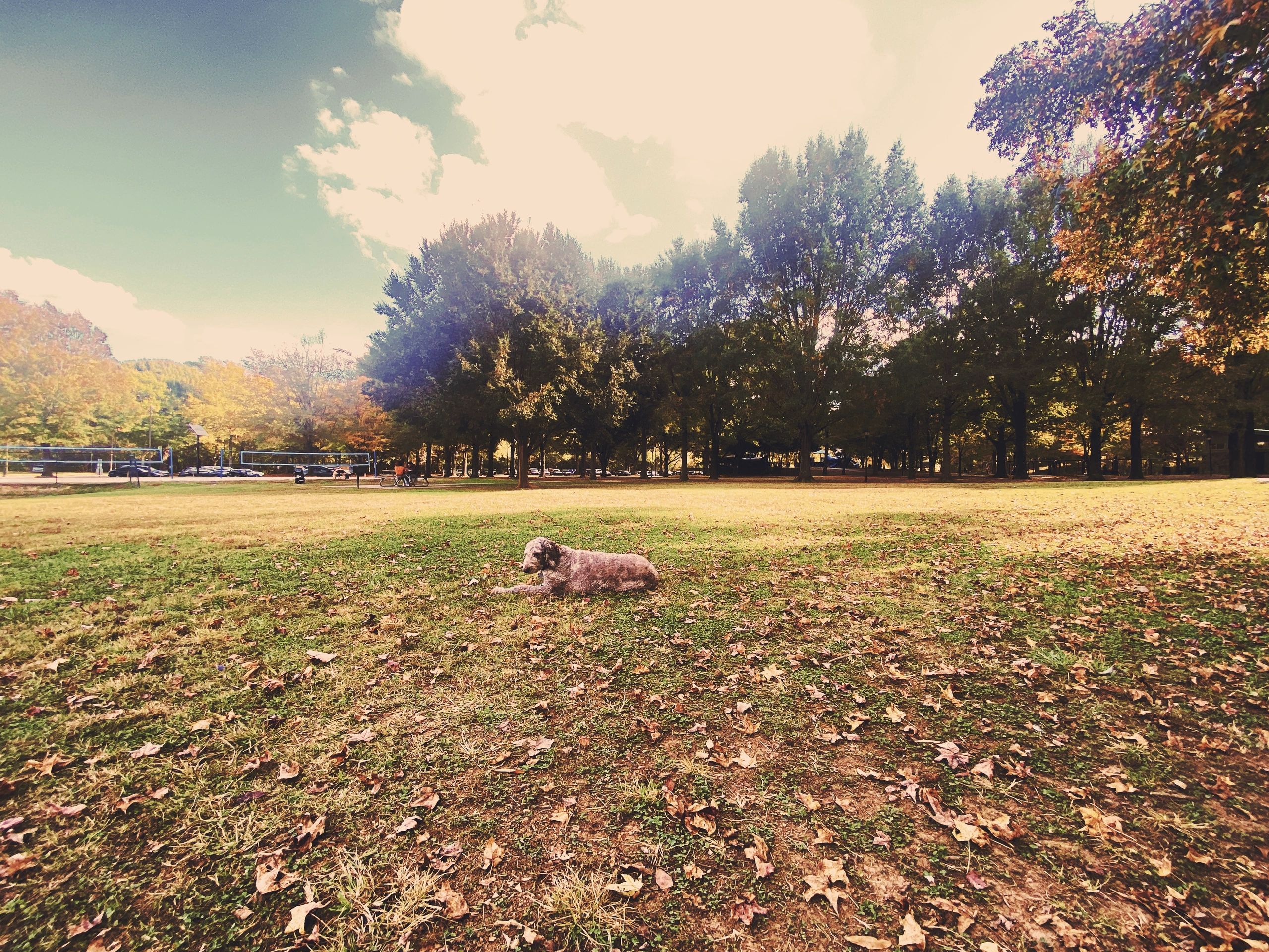Dog resting calmly in a park