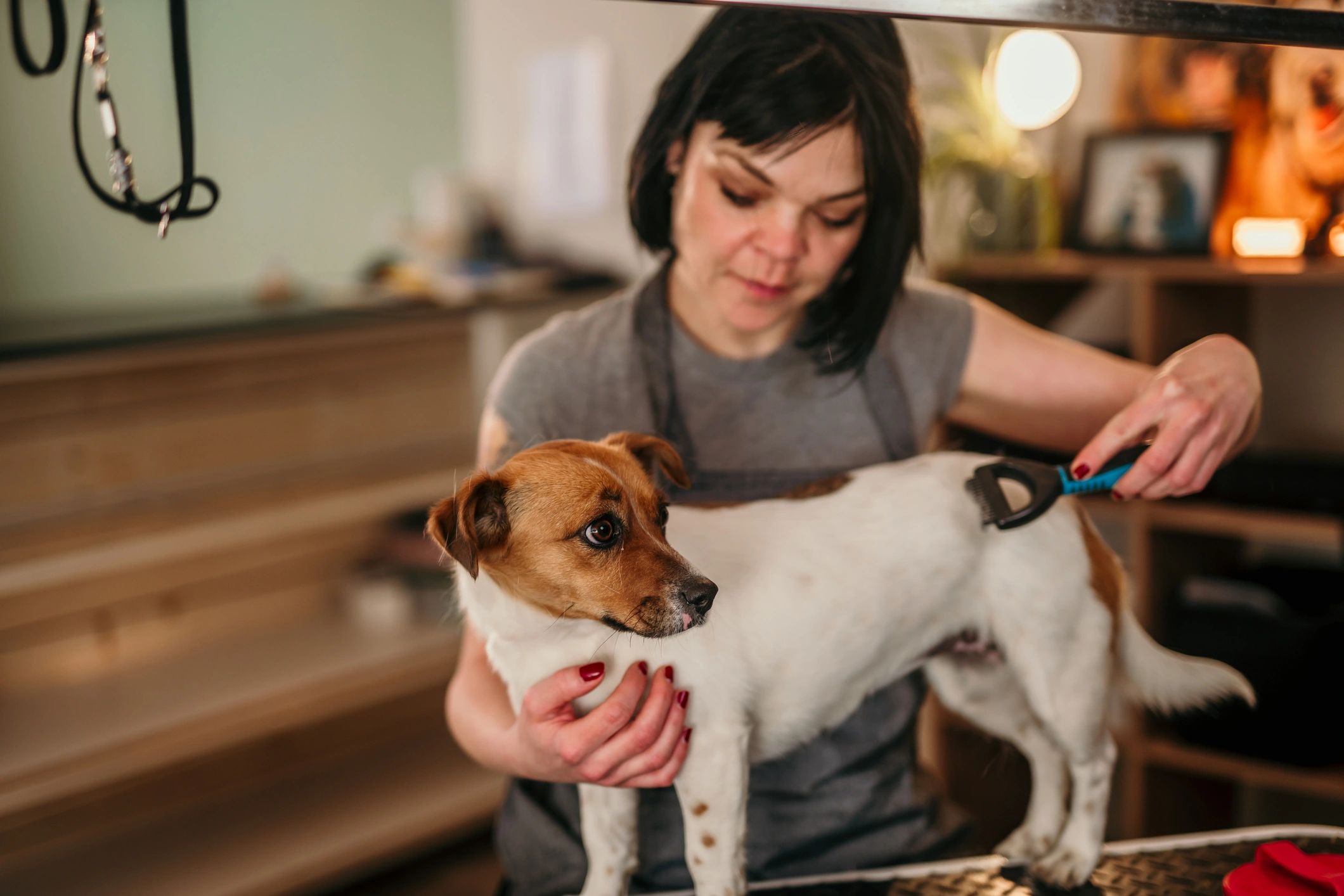 Groomer brushing a dog’s coat with a de-shedding tool