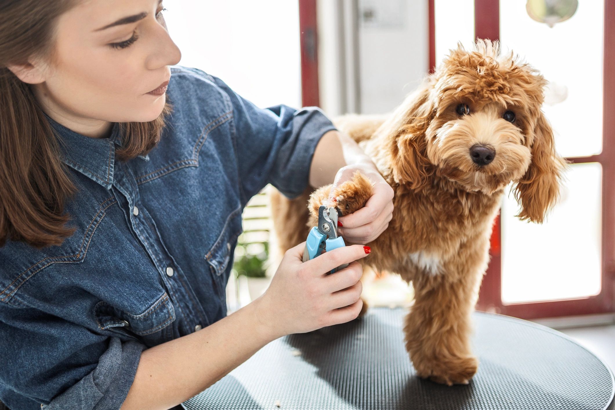 Poodle getting nails trimmed at a grooming salon