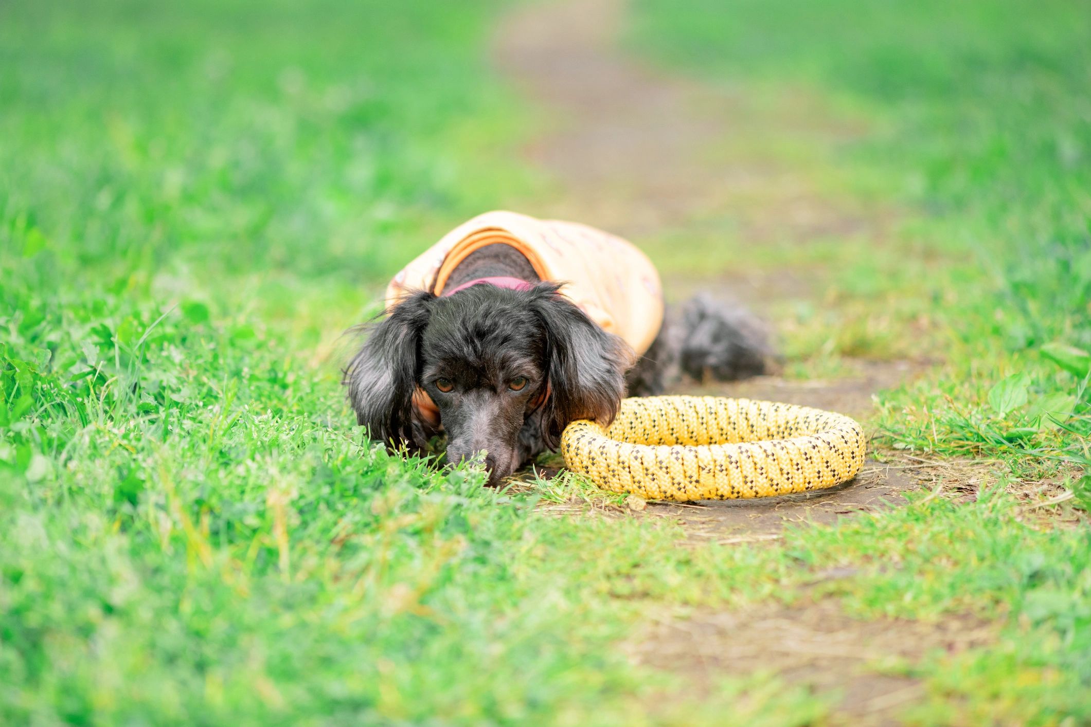 Small dog lying on a path beside a toy