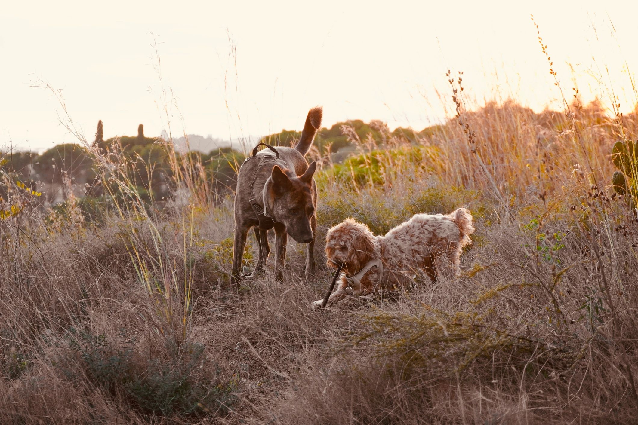 Two small dogs relaxing outdoors in a field